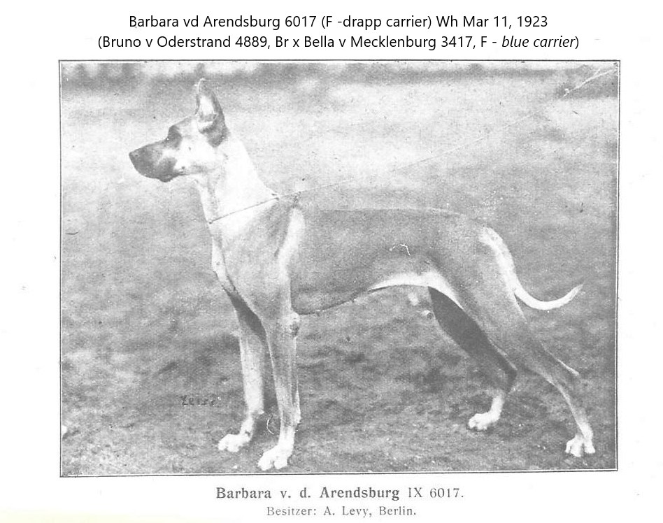 Barbara vd Arendsburg